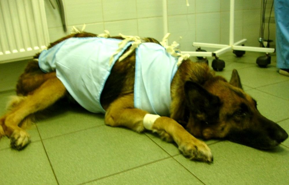 Диета Собак После Операции